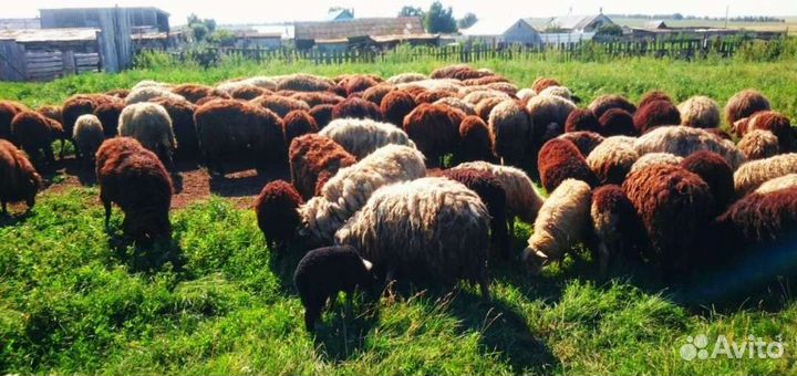 Овцы Бараны Ягнята