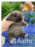 Много красивых кроликов