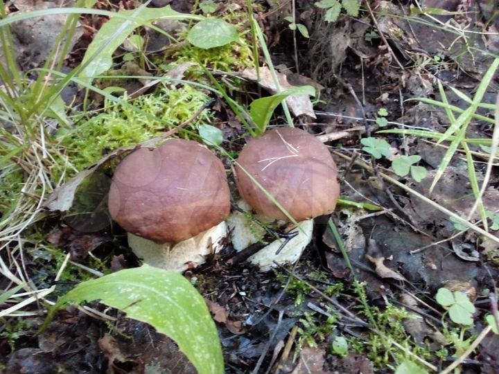 Участок 13,2 сот. (ИЖС)