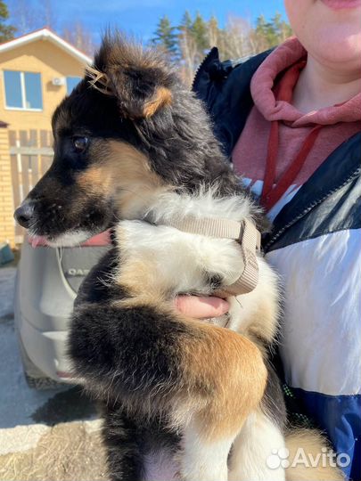 Щеночки в добрые руки бесплатно