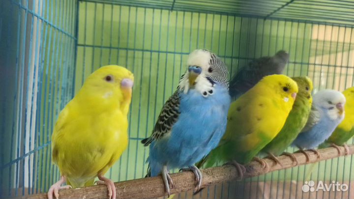 Волнистые попугаи