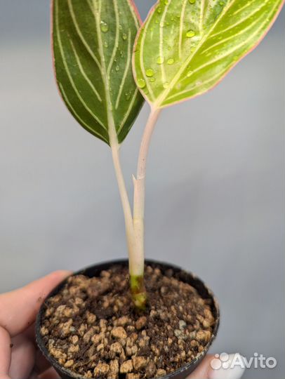 Аглаонема pink lady Тайвань