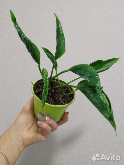 Эпипремнум годзилла вариегатный