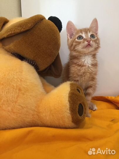 Отдам бесплатно