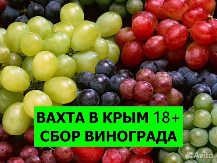 Вахта в Крым. Сборка винограда 18+