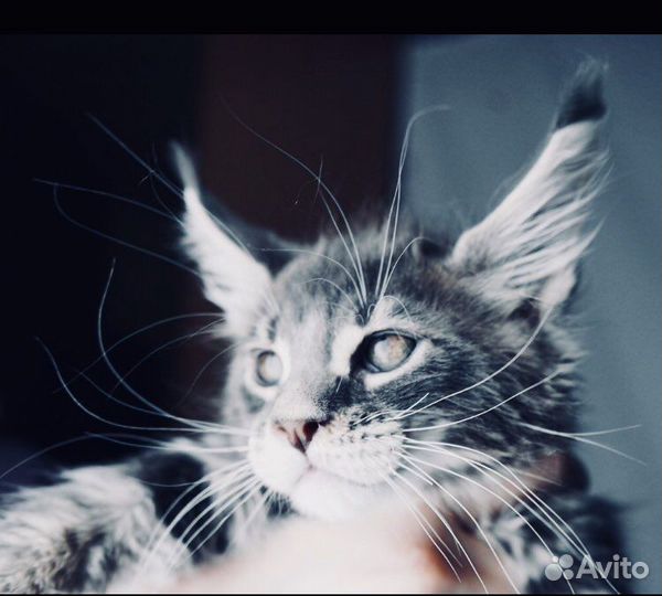 Полидакты и классики вязка котята