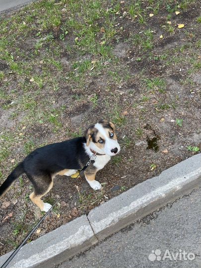 Щенок в добрые руки бесплатно мальчик
