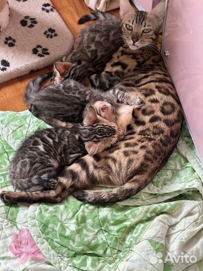 Продам бенгалских котят от папы чемпиона