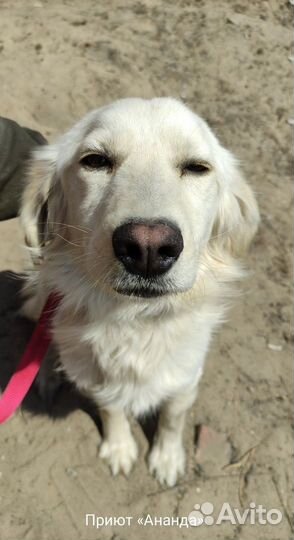 Красивый пес для квартиры