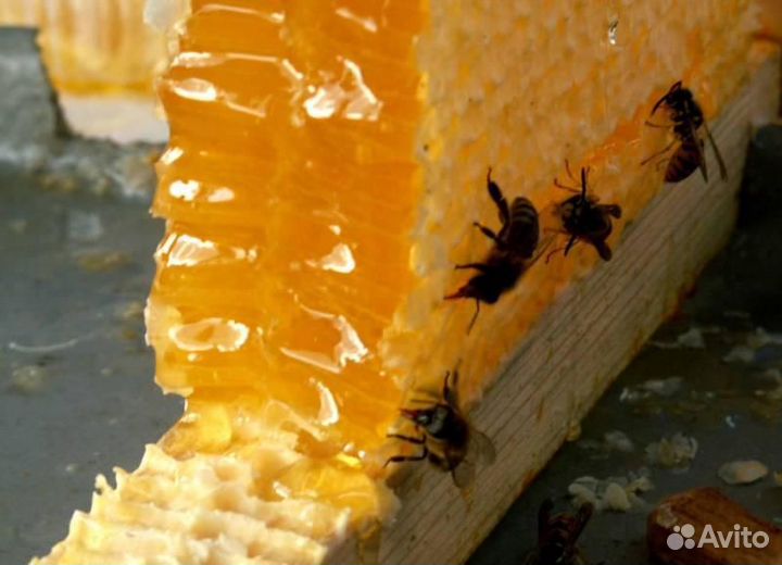 Рамка меда в сотах август 2023