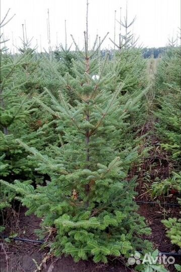 Саженцы пихты сибирской