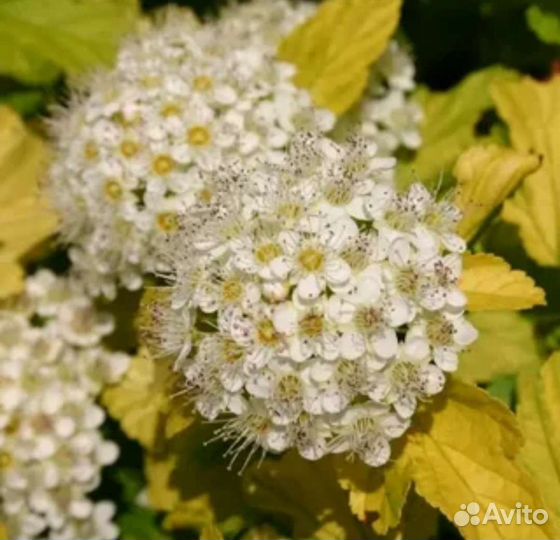 Пузыреплодник калинолистный Дартс Голд