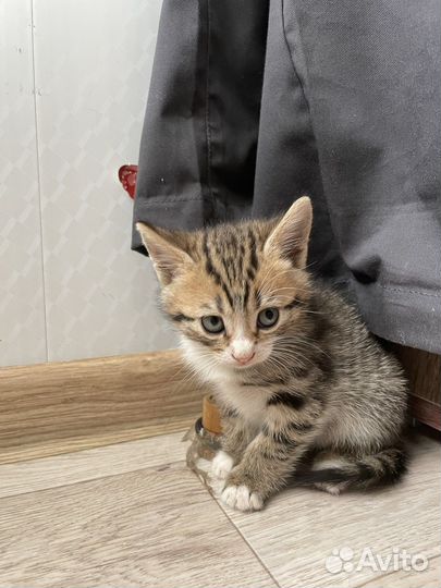 Отдам бесплатно