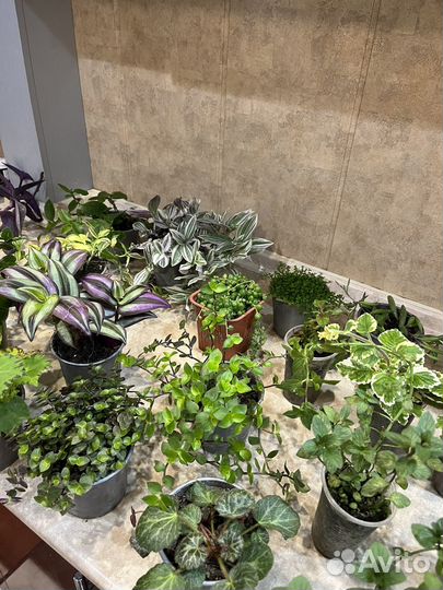 Комнатные цветы