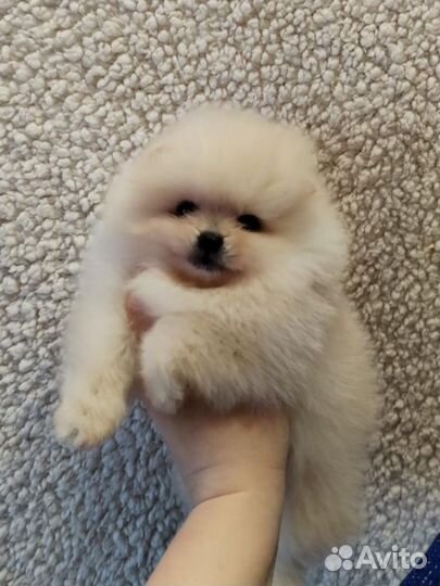 Щенки шпица