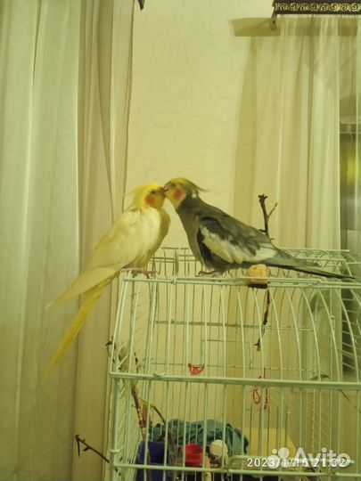 Попугай корелла птенцы