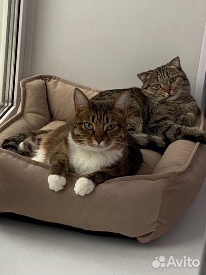 Кошки в добрые руки бесплатно