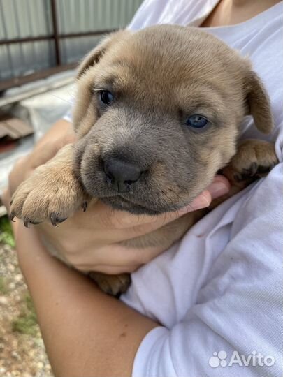 Щенок двортерьер