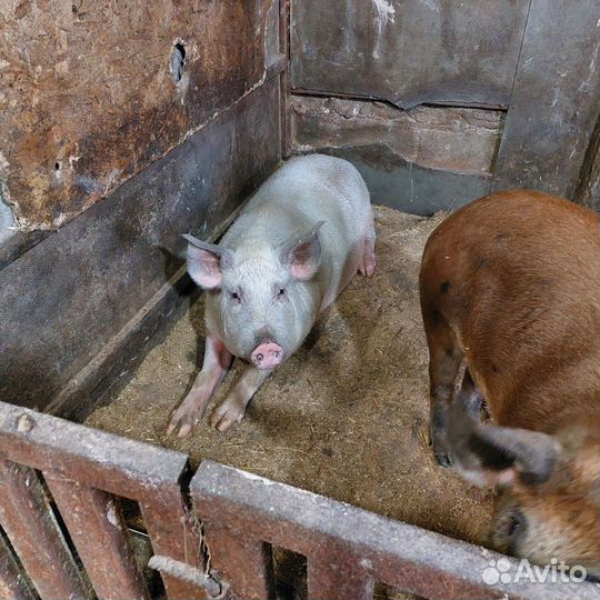 Сельхоз животные