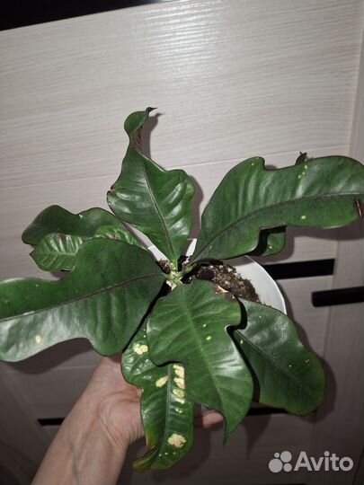 Кротон Эбурнеум и Вилма