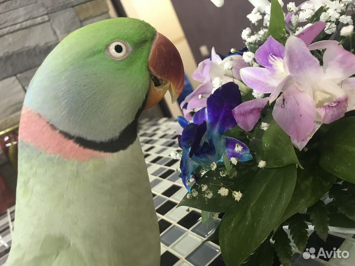 Александрийский попугай