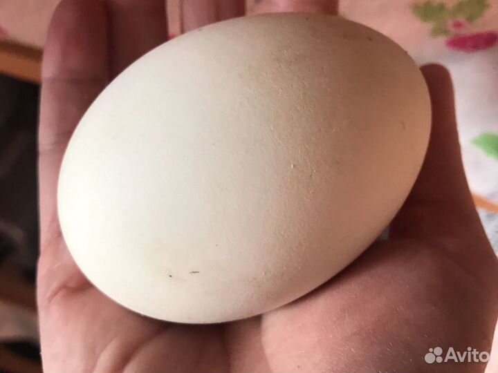 Инкубационное яйцо индейки,гусиные Линда и куриные