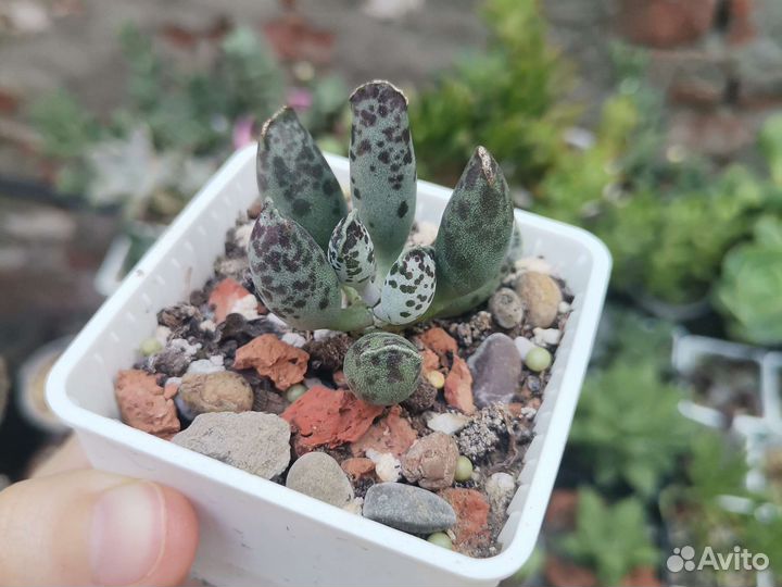 Адромискусы