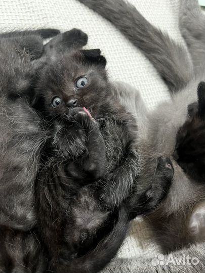 Подарим котят