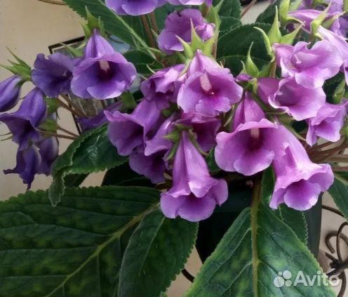 Глоксинья Тидея