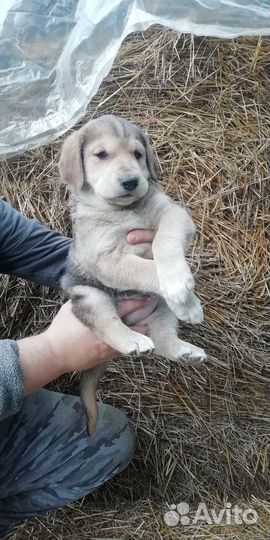 Щенки русской гончей