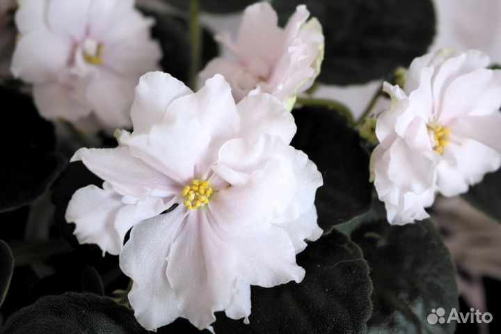 Комнатные цветы