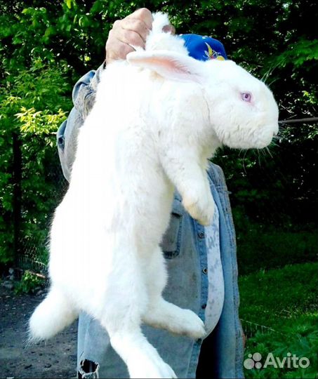 Кролики продажа