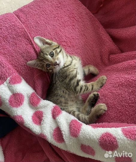 Котенок ищет дом