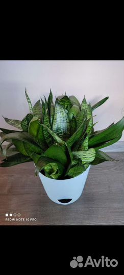 Сансевиерия