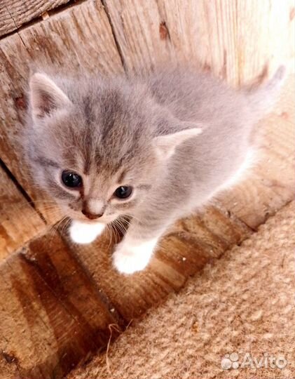 Котята в добрые руки бесплатно