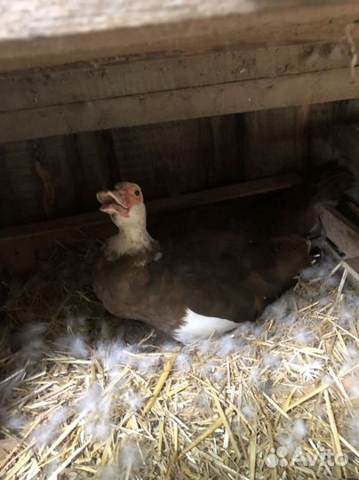 Мускусные утки