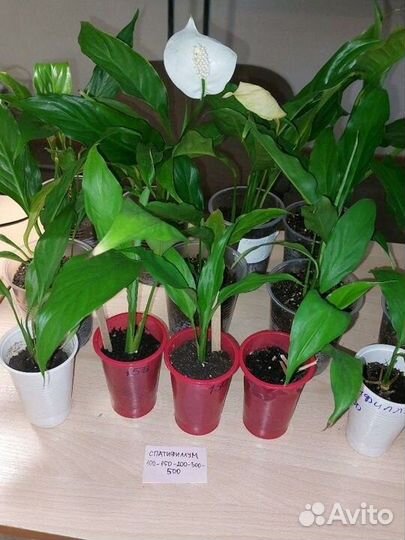 Спатифиллум