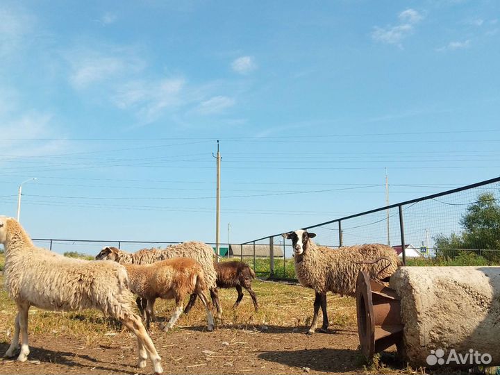 Овцы/бараны/ягнята