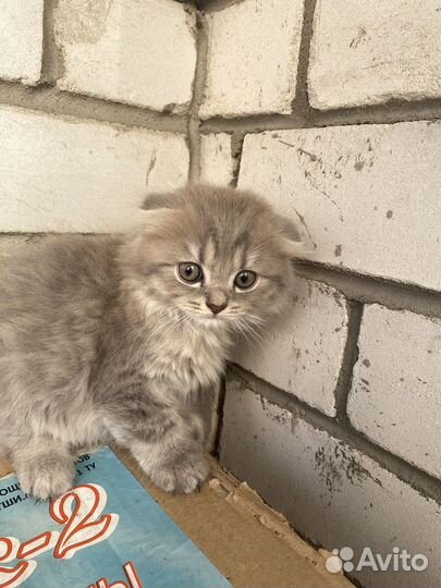 Котята бесплатно