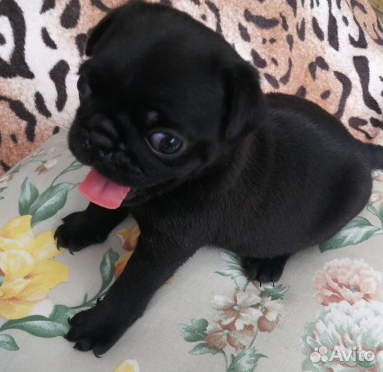 Щенки мопса