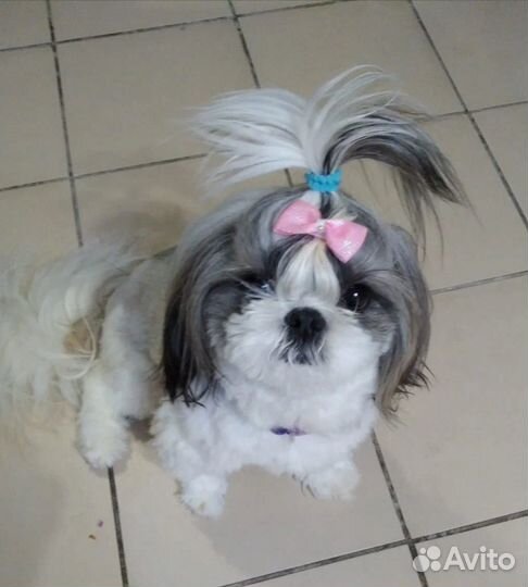 Передержка домашних животных