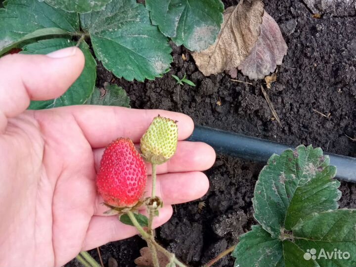 Рассада клубники многоразовой