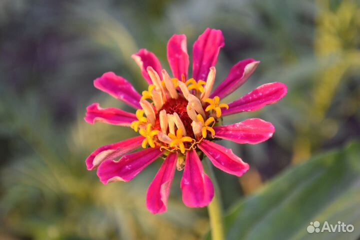 Фотоаппарат Nikon D5500 с объективом 18-55