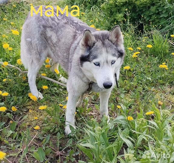 Сибирский хаски