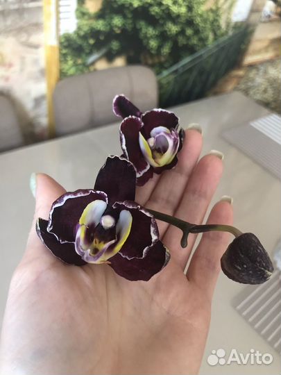 Орхидея Voodoo