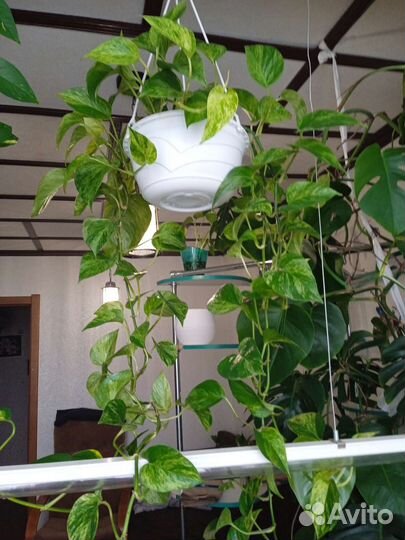 Сцинтапцус марбл квин. Просто красавец. Детки