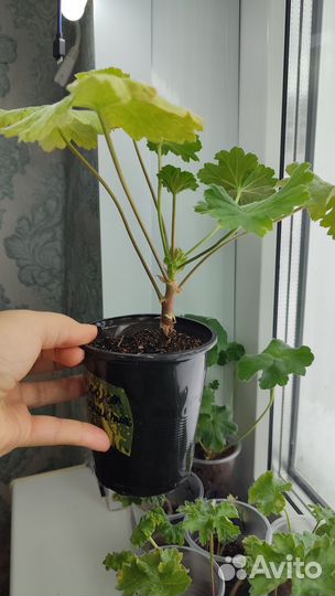 Герань пеларгония сортовая