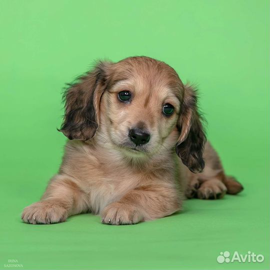 Щенки миниатюрной таксы