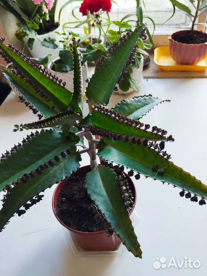 Каланхоэ. Алое. Алое вера