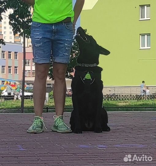 Услуги кинолога